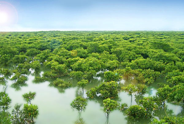 海洋湿地:保护红树林与经济发展并驾齐驱